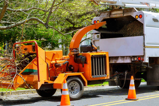 Tree Service Company in Redwood City, CA